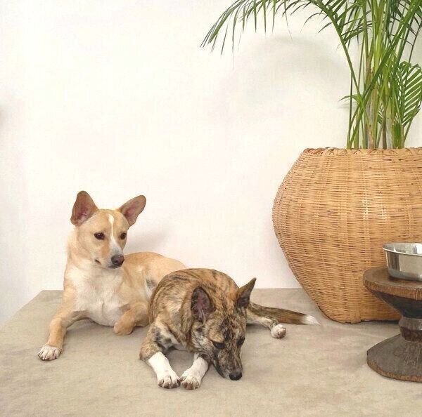 杢くんと土筆ちゃん