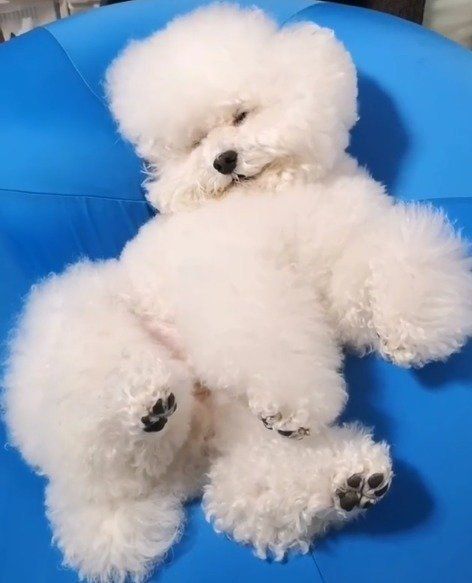 眠っているしらすくん