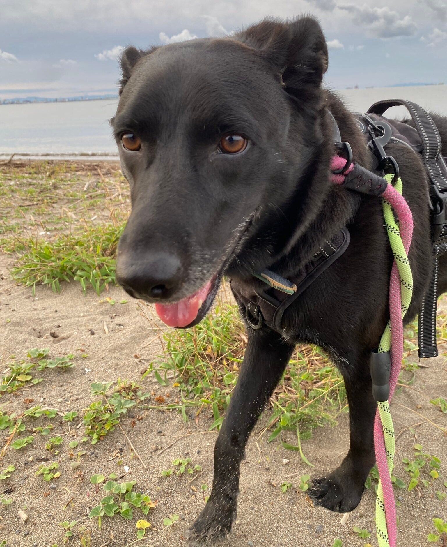 現在の月くん。この日は飼い主さんと海遊び