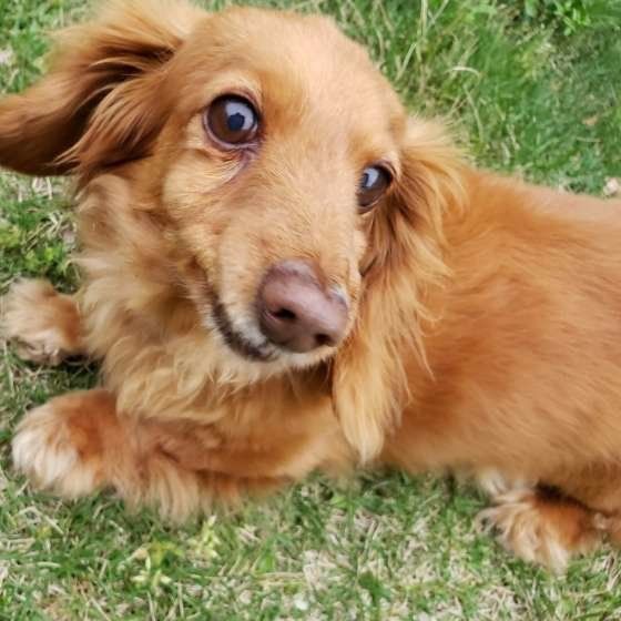 カニーンヘン・ダックスフンドのリボンちゃん