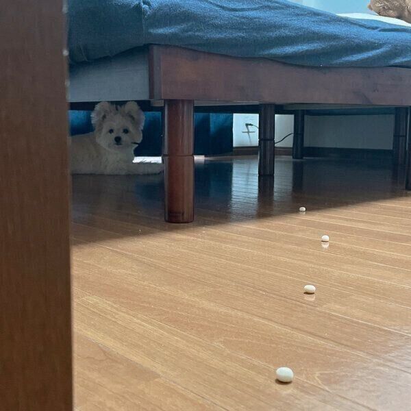 ベッドの下に逃げるぽんたくん