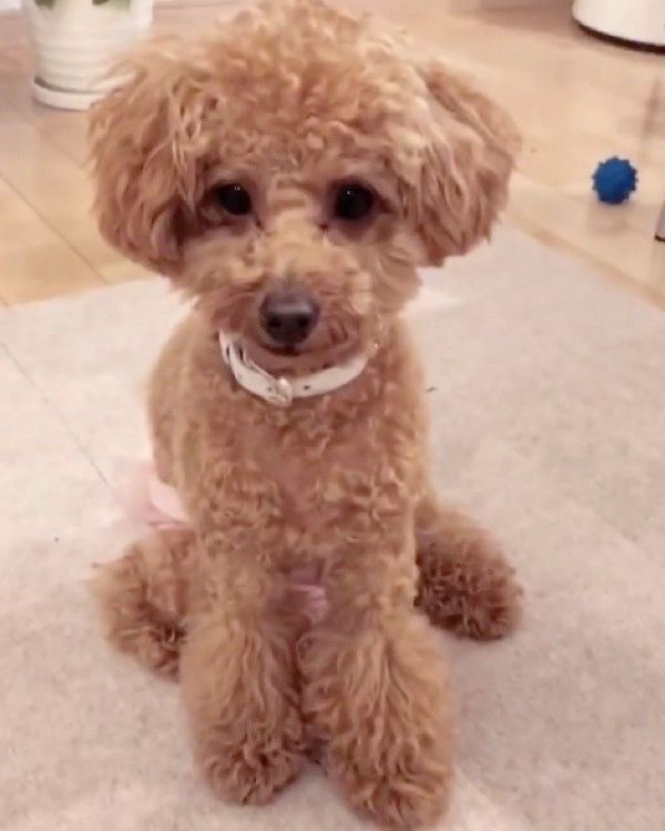 座るトイ・プードル