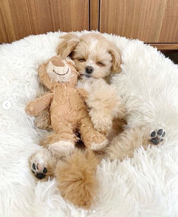 「くまさん」と眠るこむぎくん