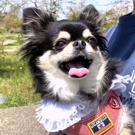 チワワの菜乃花ちゃん♪