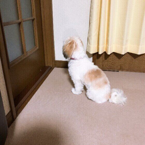 待つシー・ズー