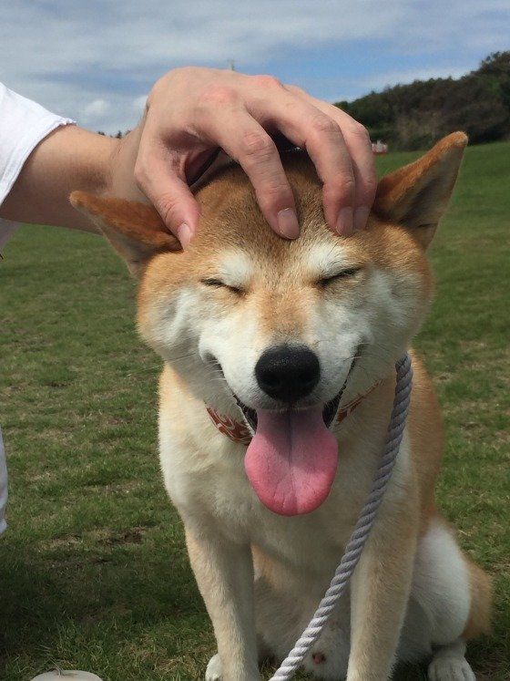 小太郎ちゃん（コタさん）