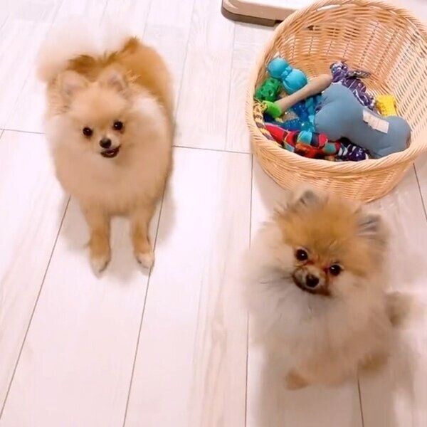 カメラを見つめるオチェちゃんとテディちゃん