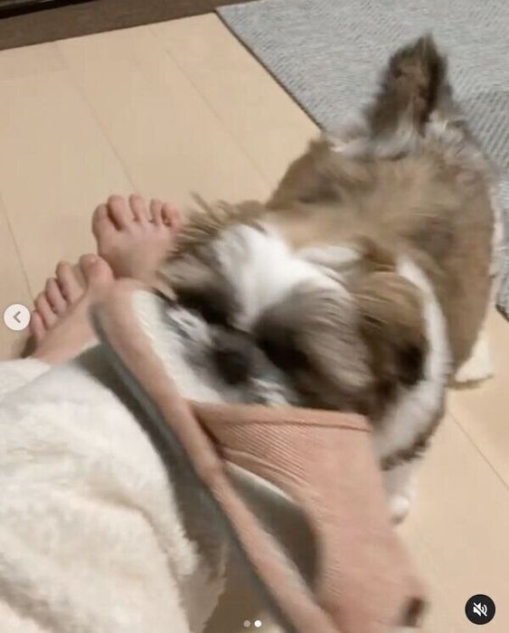 スリッパを楽しそうに運ぶほっぷくん