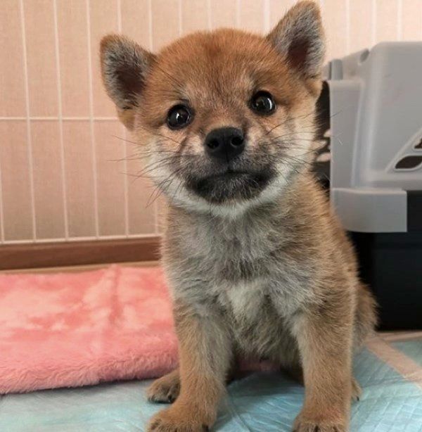 豆柴の五十鈴ちゃん