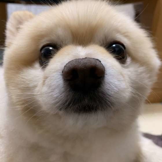 見つめるポメラニアン