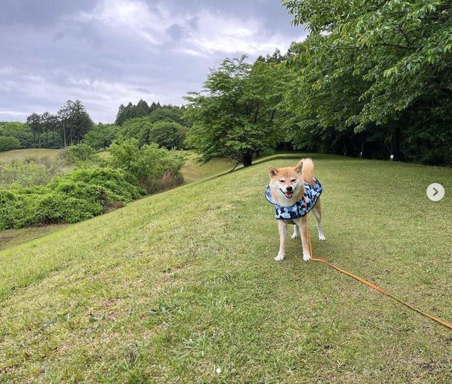 カッパを着るぷんちゃん（柴）