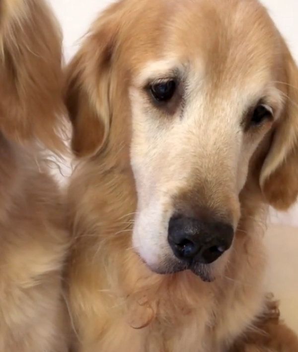 おやつを仕方なく食べるゴールデン・レトリーバー