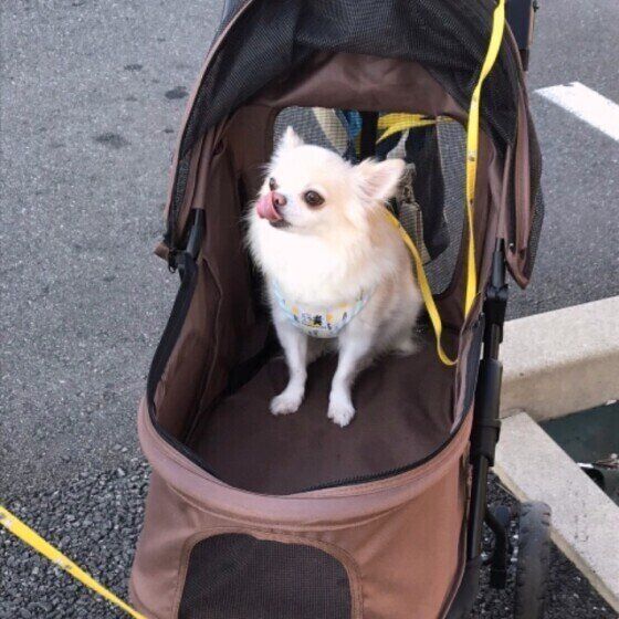 カートに乗ってお散歩するチワワ（オス）