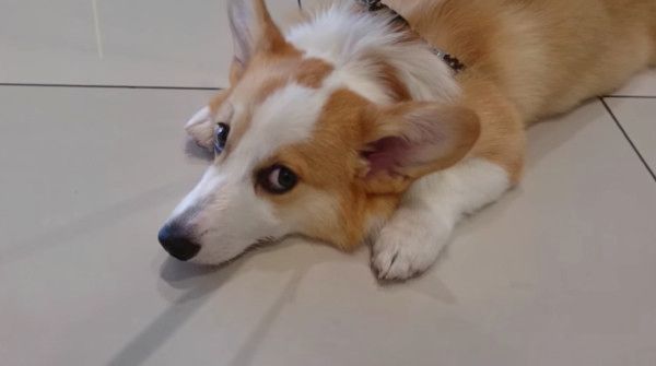 見つめるコーギー