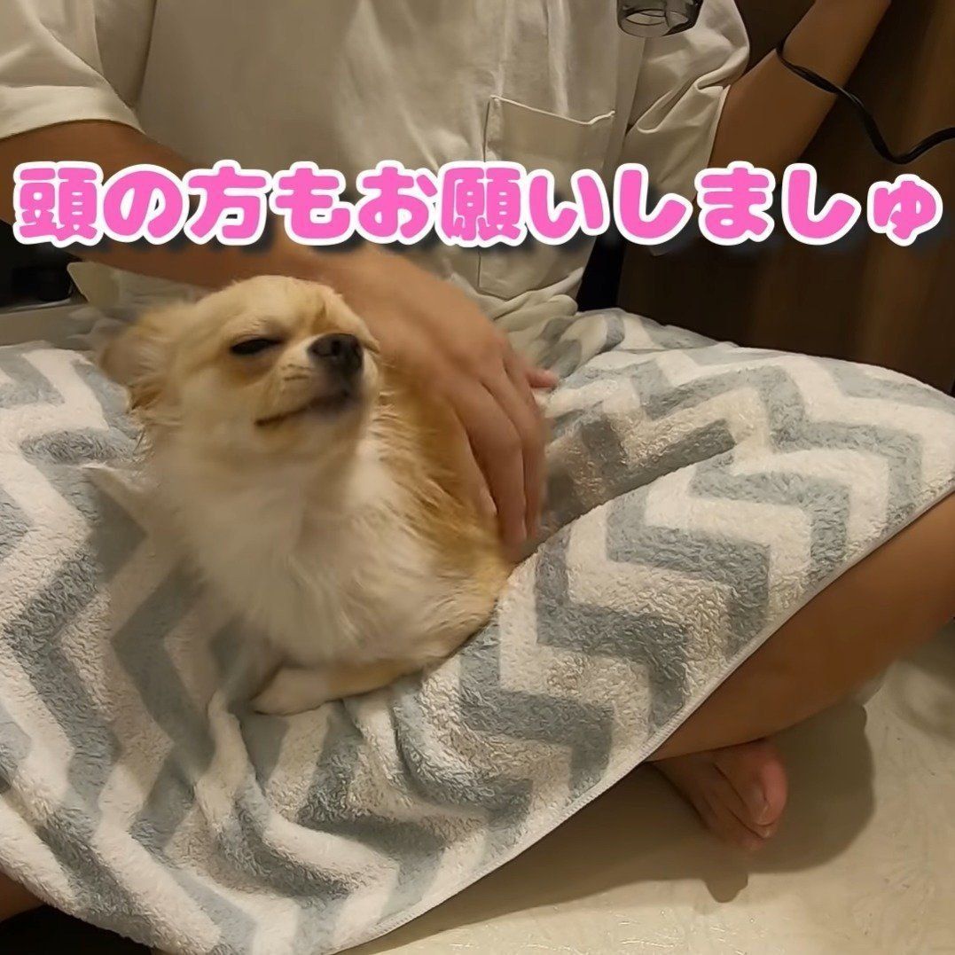 気持ちよさそうなみるくちゃん