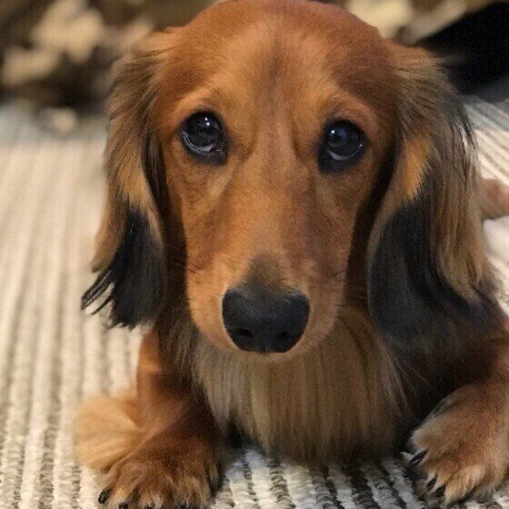 ミニチュア・ダックスフンドのアルトくん♪