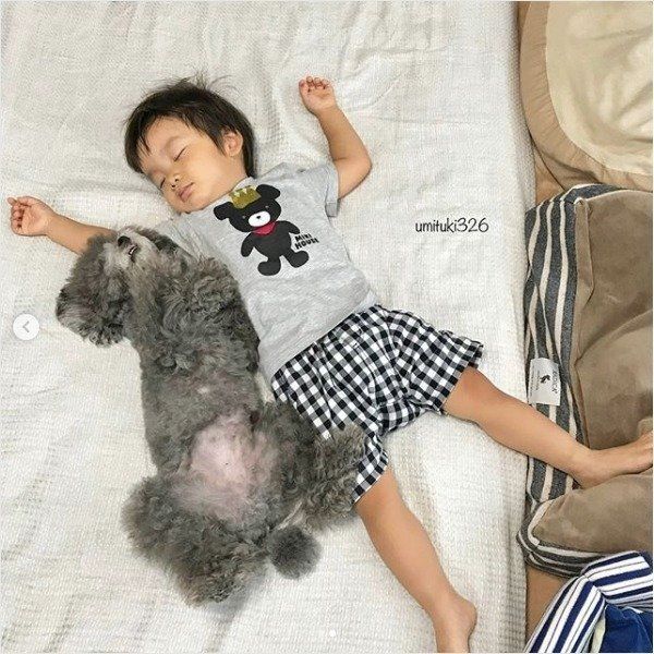 トイ・プードルと男の子