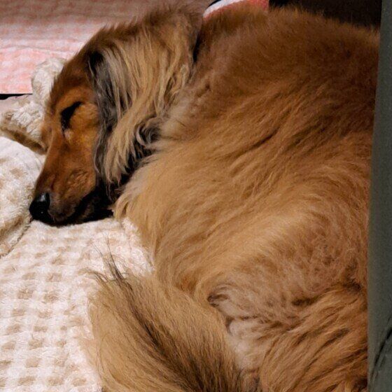 お気に入りのタオルで寝るカニーンヘン・ダックスフンドのゆめちゃん