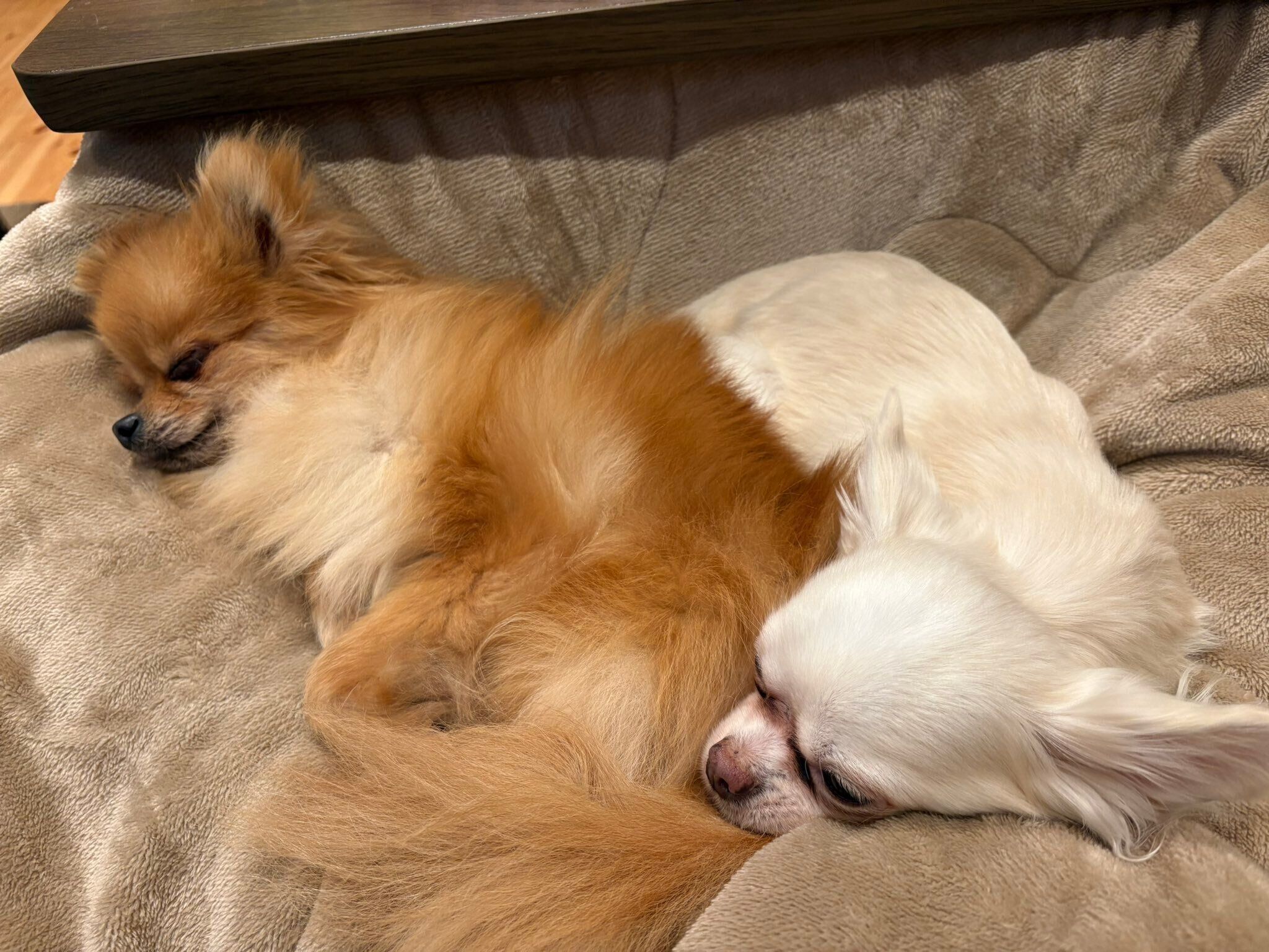 チワワとポメラニアン