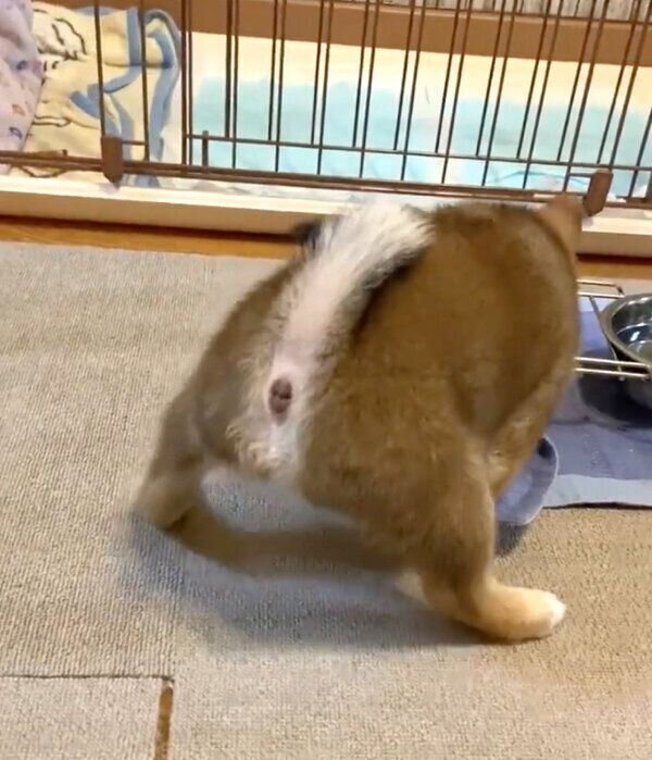 踏ん張りながらごはんを食べるおとちゃん