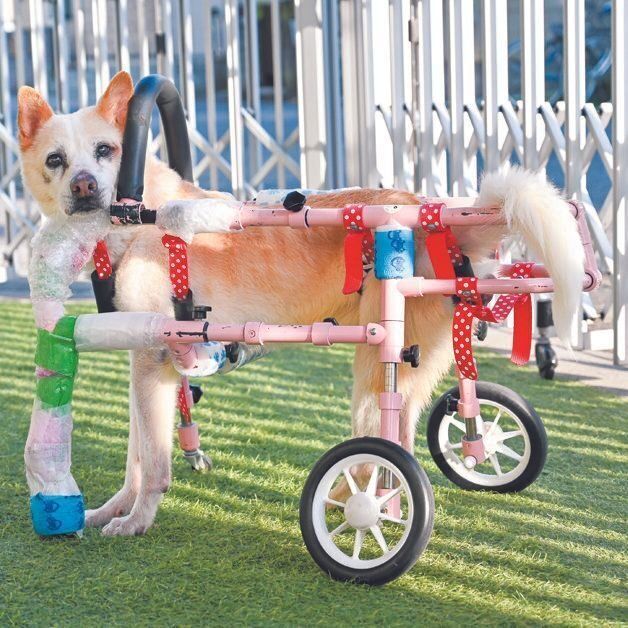 清永さん宅で預かっているせんべえくん。交通事故にあいケガをした状態でセンターにいました