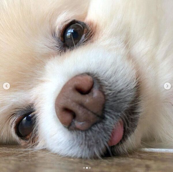 まったりするむぎちゃん