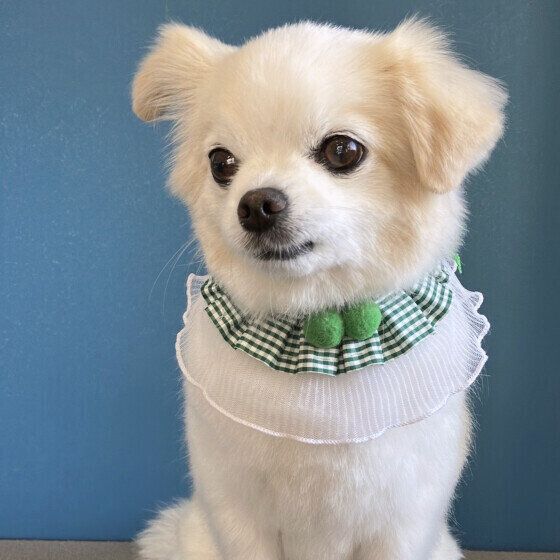 Mix（小型犬）の萌花ちゃん♪