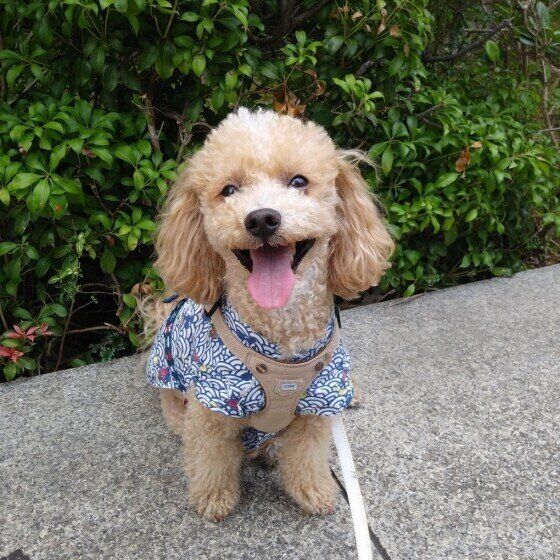 ハービーくん（トイ・プードル）