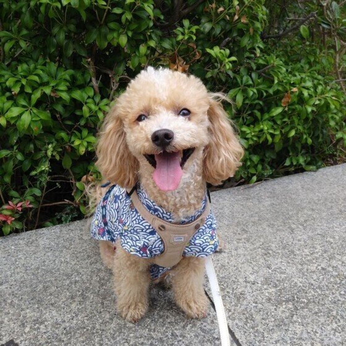 犬の熱中症対策 室内での対応 室温湿度の目安は いぬのきもちweb Magazine 犬の熱中症対策 室内での対応 室温湿度の目安は いぬのきもちweb Magazine