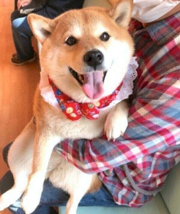 笑顔のハナちゃん