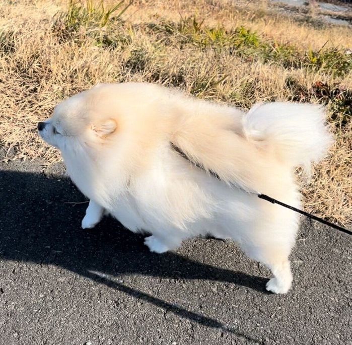 風に向かって歩くちくわくん