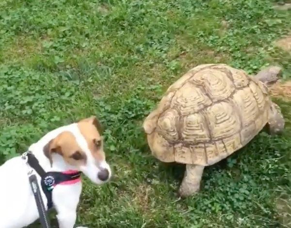 ジャック・ラッセル・テリアとリクガメ