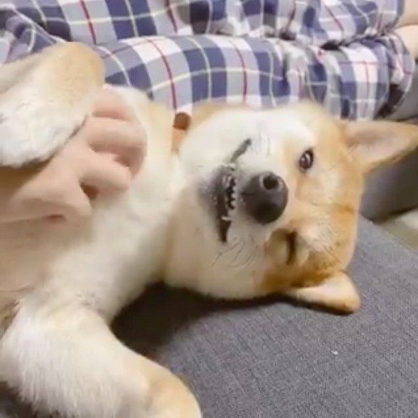 白目をむいてうとうとするりんご郎くん