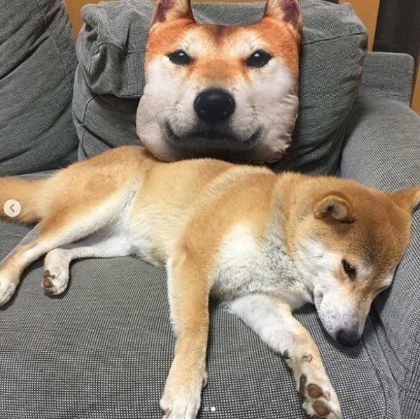 柴犬のぽん子ちゃん