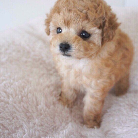 子犬期にしておくべき健康管理と社会化について獣医師に聞いてみた いぬのきもち