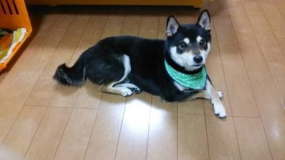 犬の 脚クロス 実は飼い主さんとって なんともうれしい理由が いぬのきもちweb Magazine