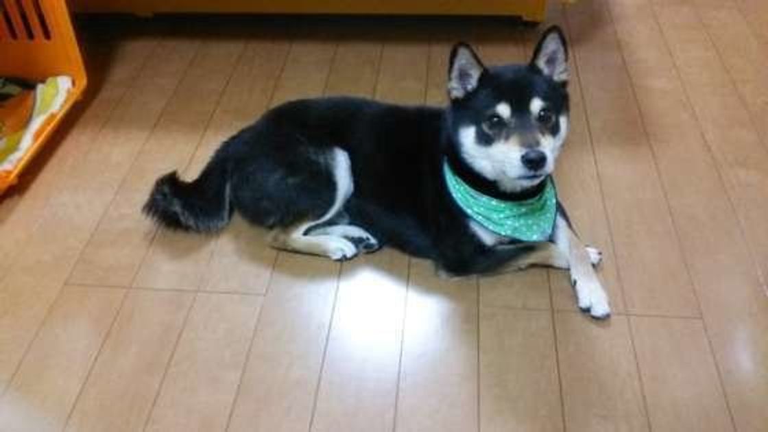 犬の 脚クロス 実は飼い主さんとって なんともうれしい理由が いぬのきもちweb Magazine 犬の 脚クロス 実は飼い主さんとって なんともうれしい理由が いぬのきもちweb Magazine