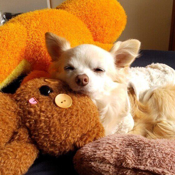 日なたぼっこをするチワワ