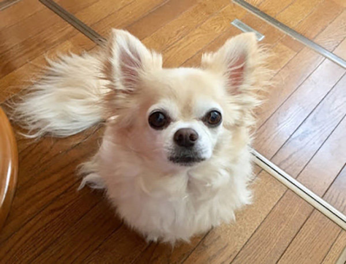 怒りやすい犬 の性格は改善できる 飼い主さんが実践したい3つの工夫 いぬのきもちweb Magazine 怒りやすい犬 の性格は改善できる 飼い主さんが実践したい3つの工夫 いぬのきもちweb Magazine