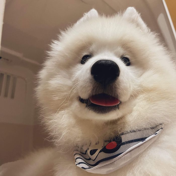 子犬時代のエルちゃん