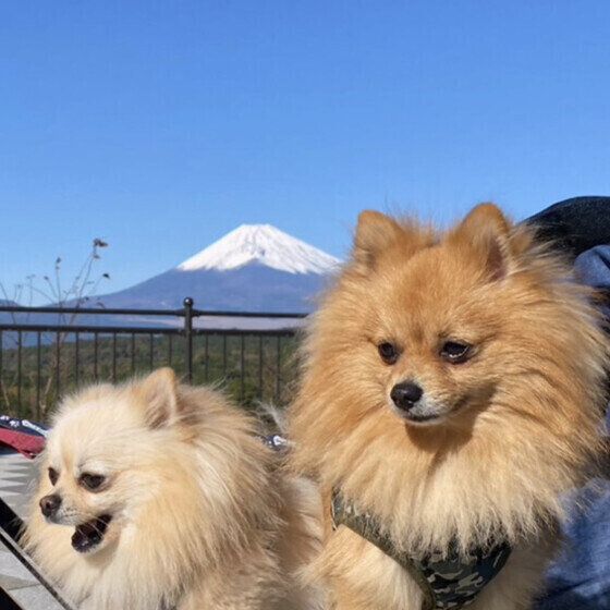 富士山とワンちゃん