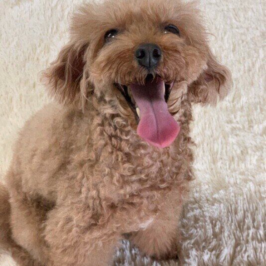 笑顔のトイ・プードル