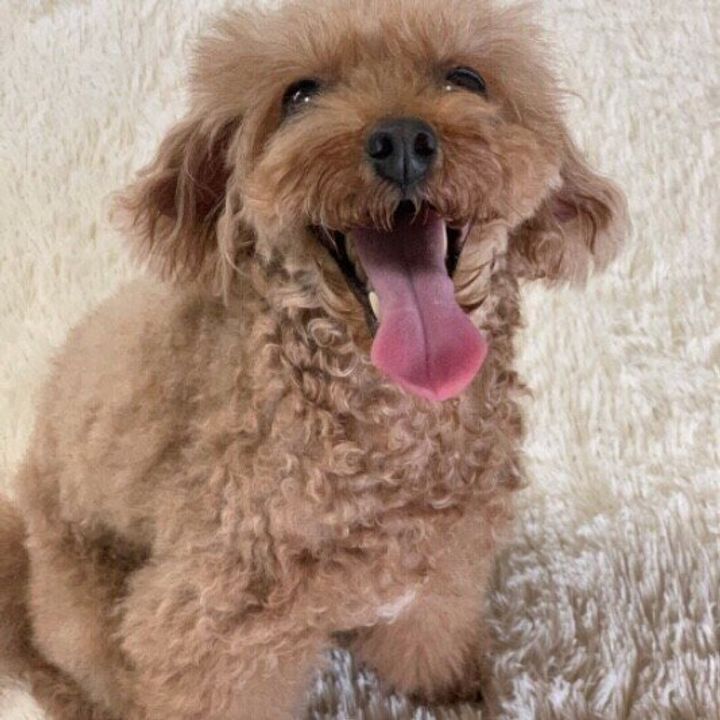獣医師監修 しつけ方から用品まで 家でトイレできる犬に育てよう いぬのきもちweb Magazine 獣医師監修 しつけ方から用品まで 家でトイレできる犬に育てよう いぬのきもちweb Magazine