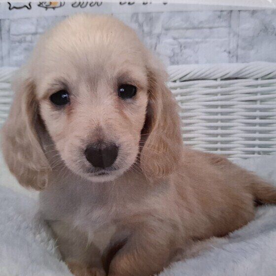 ミニチュア・ダックスフンドのムギちゃん