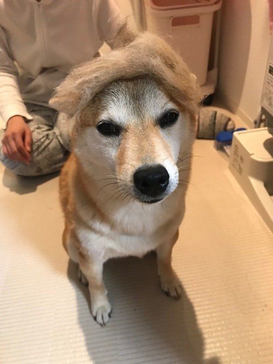 ブラッシング後の毛を頭に乗せる柴