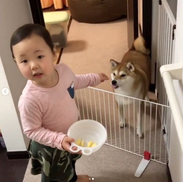柴犬のももかちゃんと妹ちゃん