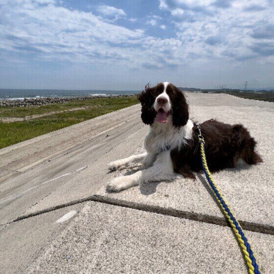 イングリッシュ・スプリンガー・スパニエル