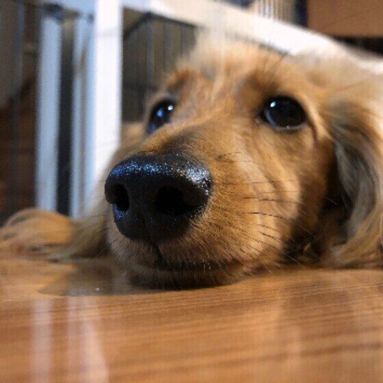 伏せをするカニーンヘン・ダックスフンド