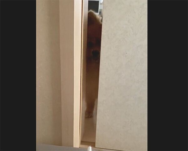 襖の隙間から部屋を覗くポコちゃん