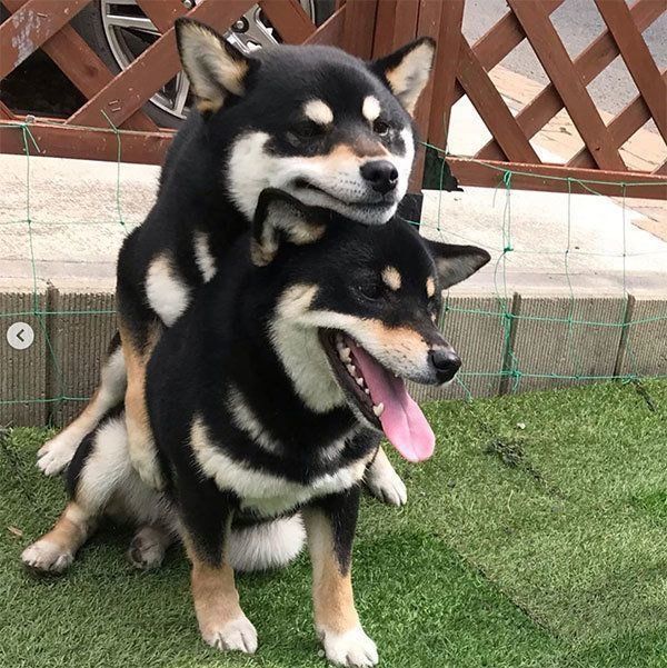 悟空くんと、くうちゃん